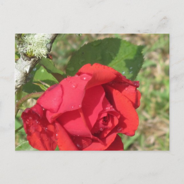 Carte Postale rose rouge (Devant)