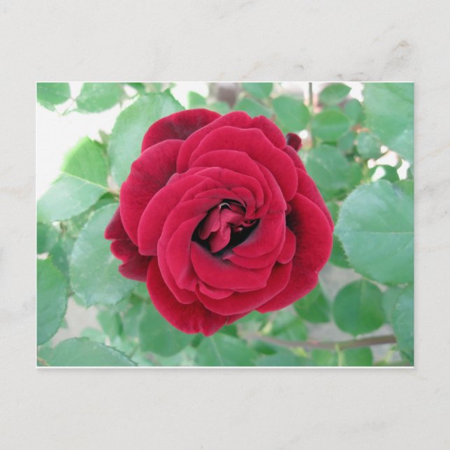 Carte Postale rose rouge (Devant)