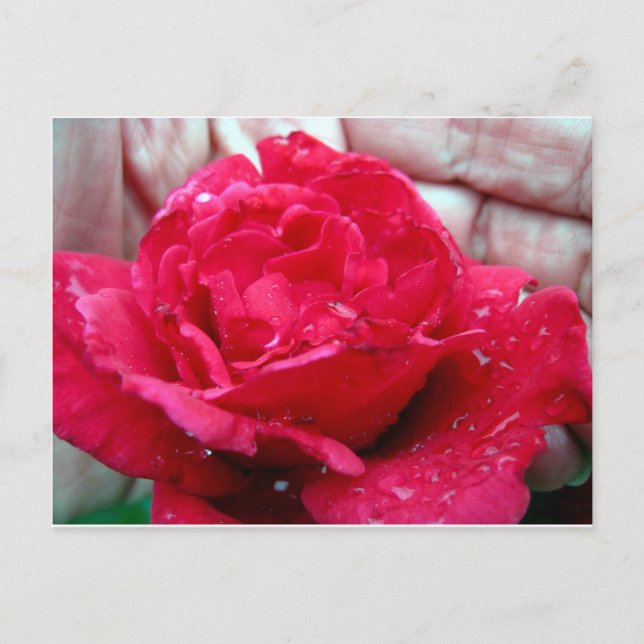 Carte Postale Rose rouge (Devant)