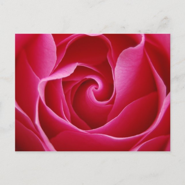 Carte postale Rose rouge (Devant)