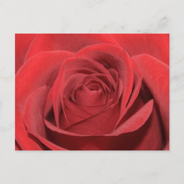 Carte Postale Rose rouge (Devant)