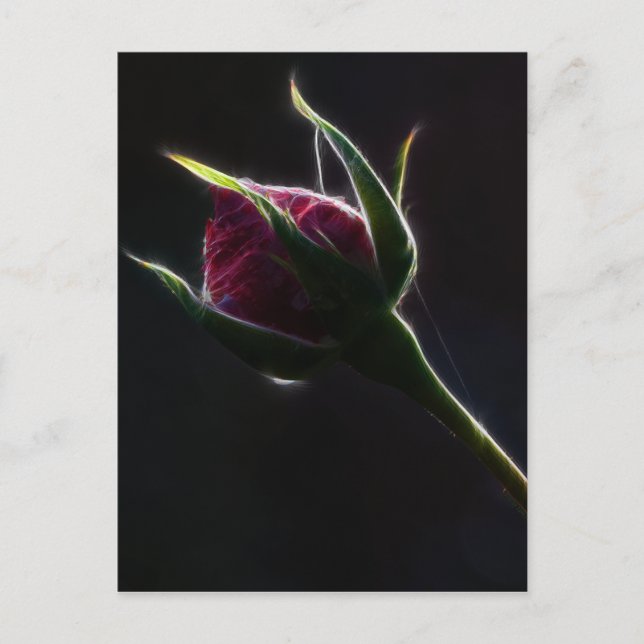 Carte postale Rose rouge (Devant)