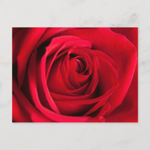 Carte Postale Rose rouge