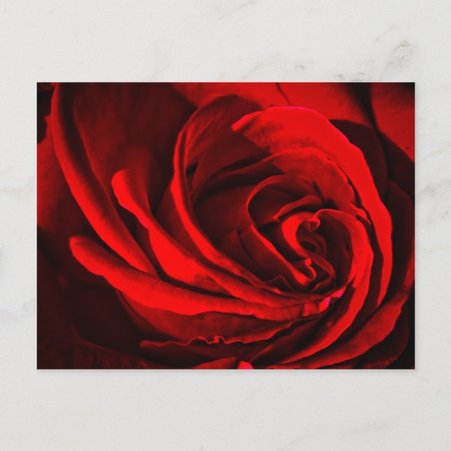 Carte Postale Rose rouge (Devant)