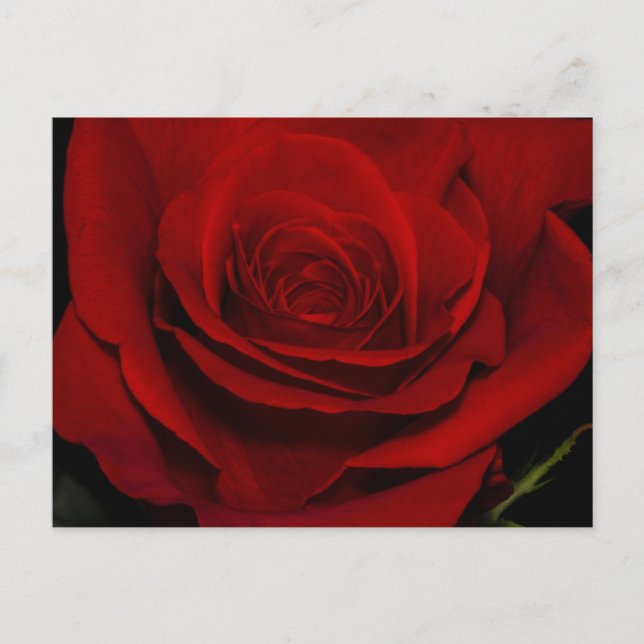 Carte Postale Rose rouge (Devant)