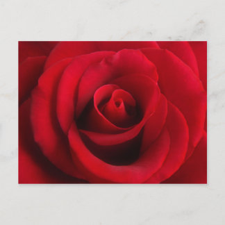 Carte postale Rose rouge