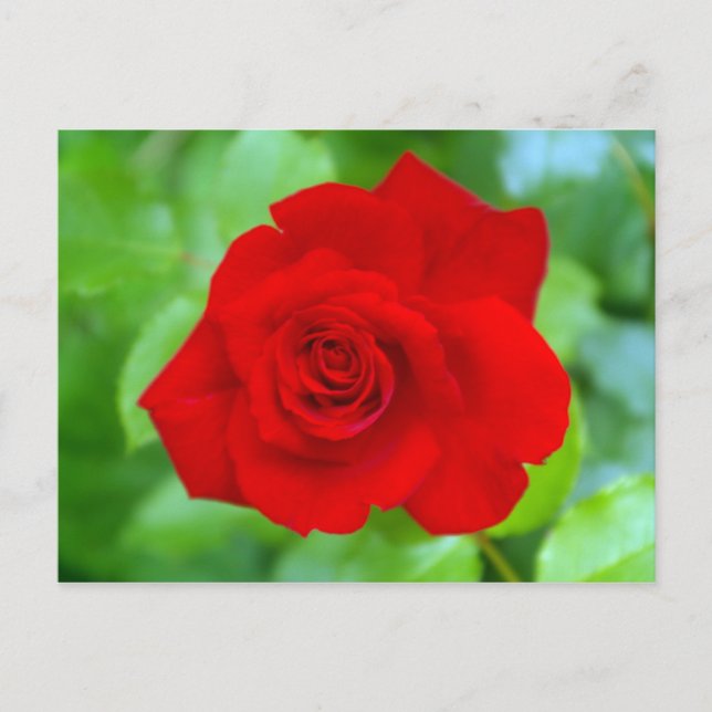 Carte postale Rose rouge (Devant)