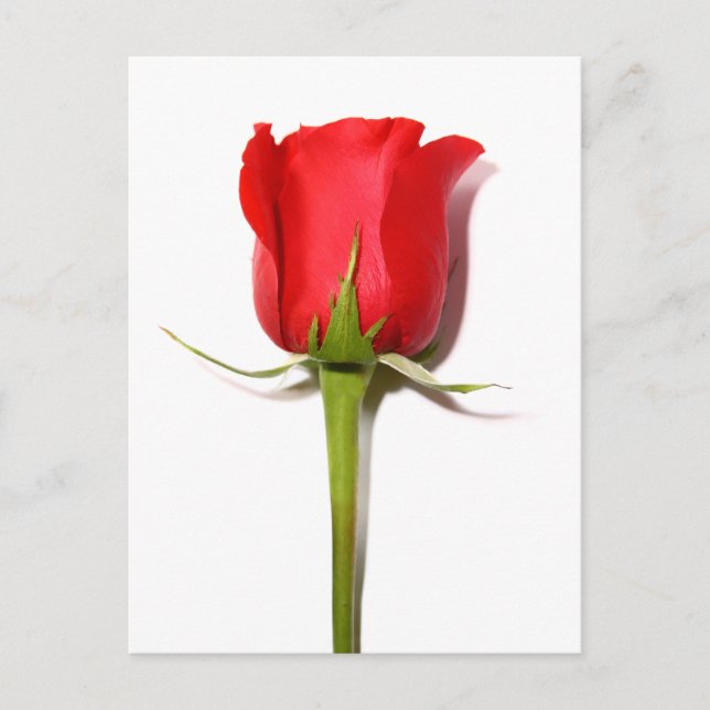 Carte postale Rose rouge (Devant)