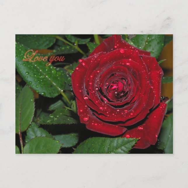 Carte Postale Rose Rouge #2 (Devant)
