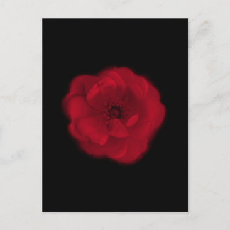 Carte Postale rose rouge. Arrière - plan noir.