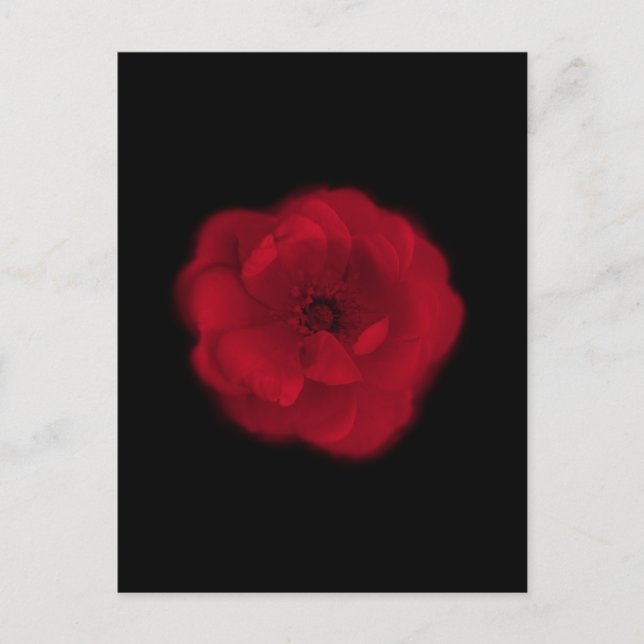 Carte Postale rose rouge. Arrière - plan noir. (Devant)