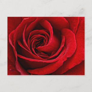 Carte Postale Rose rouge brillante près
