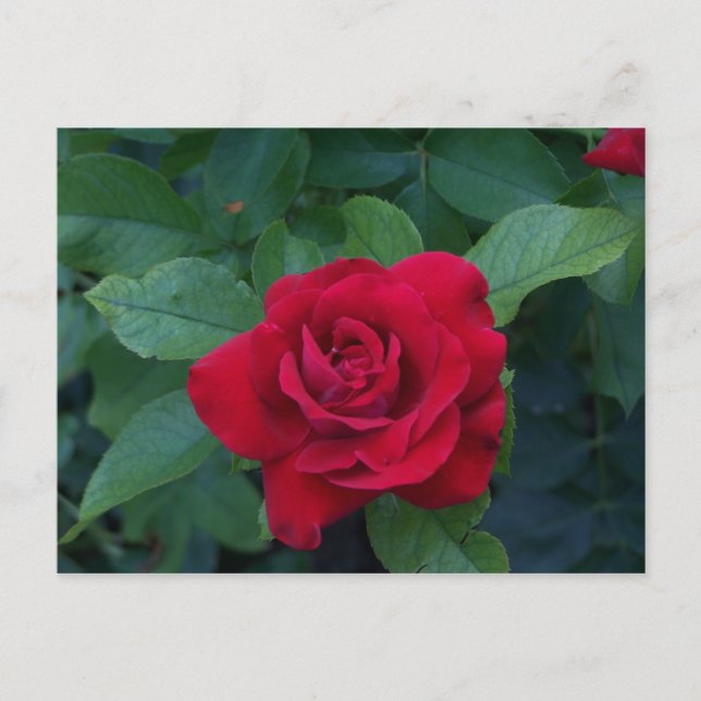Carte Postale Rose rouge de près (Devant)