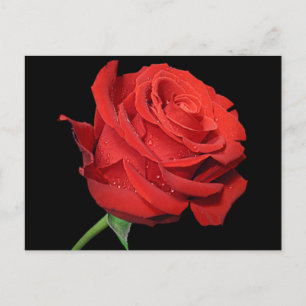 Carte Postale Rose rouge Fleur Blank Floral Noir