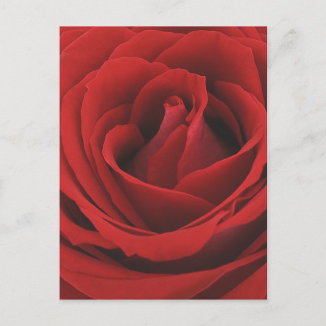 Carte Postale Rose rouge florissante (Devant)