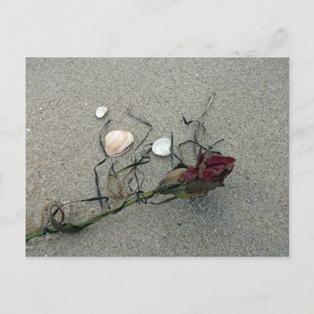 Carte Postale Rose rouge perdue en mer (Devant)