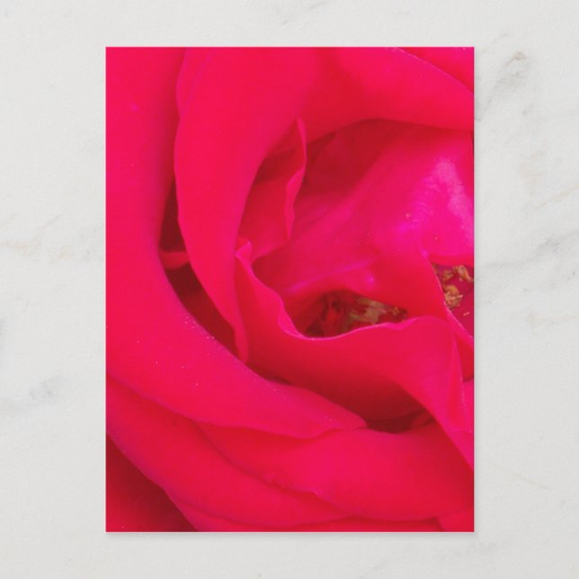 Carte Postale Rose rouge proche (Devant)