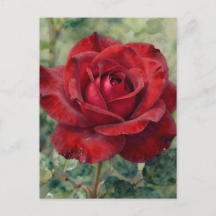 Carte Postale Rose Rouge Profonde Romantique en Fleur