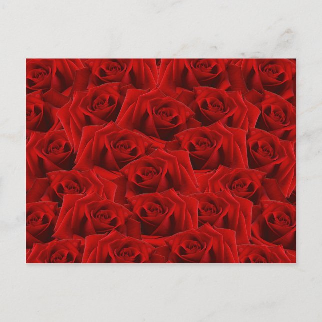 Carte Postale Rose rouge romantique (Devant)
