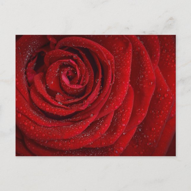Carte Postale Rose rouge romantique (Devant)
