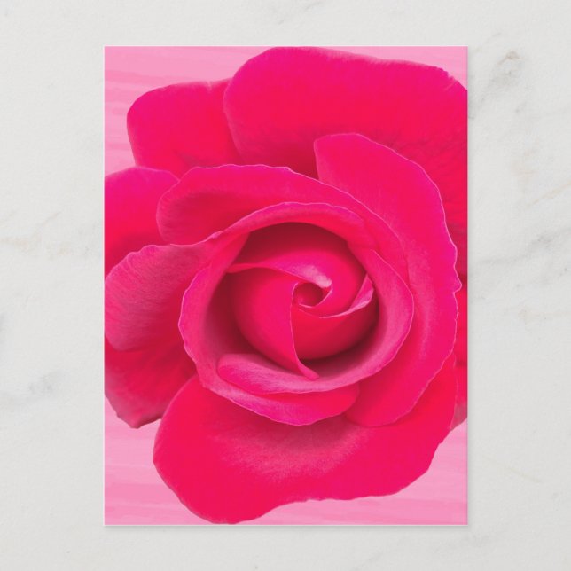 Carte Postale Rose rouge romantique (Devant)
