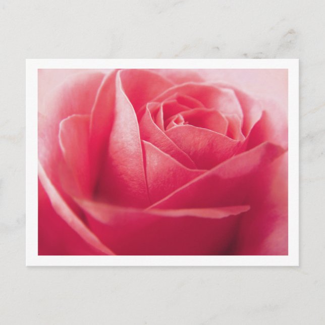 Carte postale Rose Rouge Rose Blank Grey (Devant)