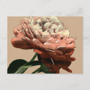 Carte Postale Rose rouge rubis aux accents blancs
