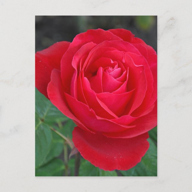 Carte Postale Rose rouge simple (Devant)