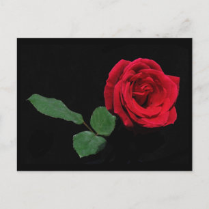 Carte Postale Rose rouge simple