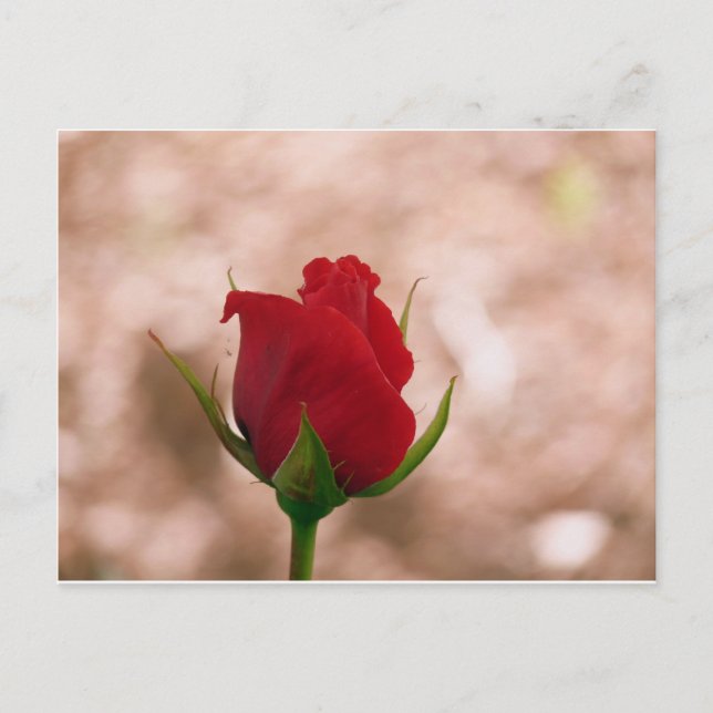 Carte Postale Rose rouge simple (Devant)