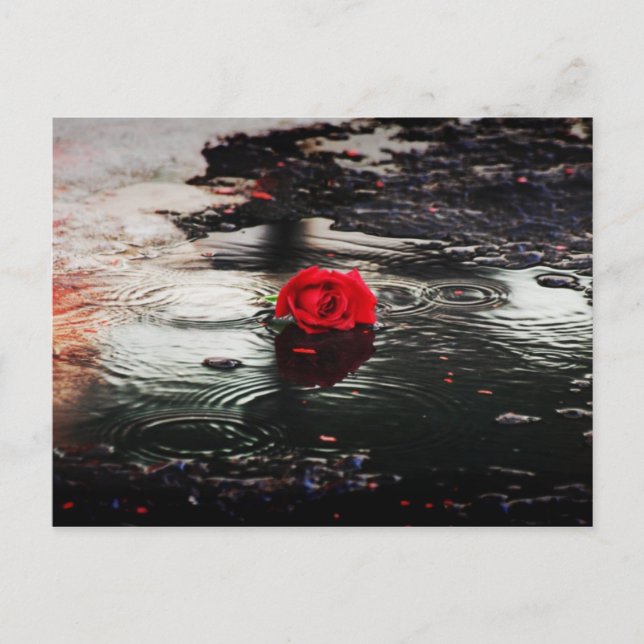 Carte Postale Rose rouge unique dans la pluie (Devant)