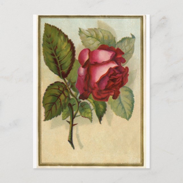 Carte Postale Rose rouge vintage (Devant)