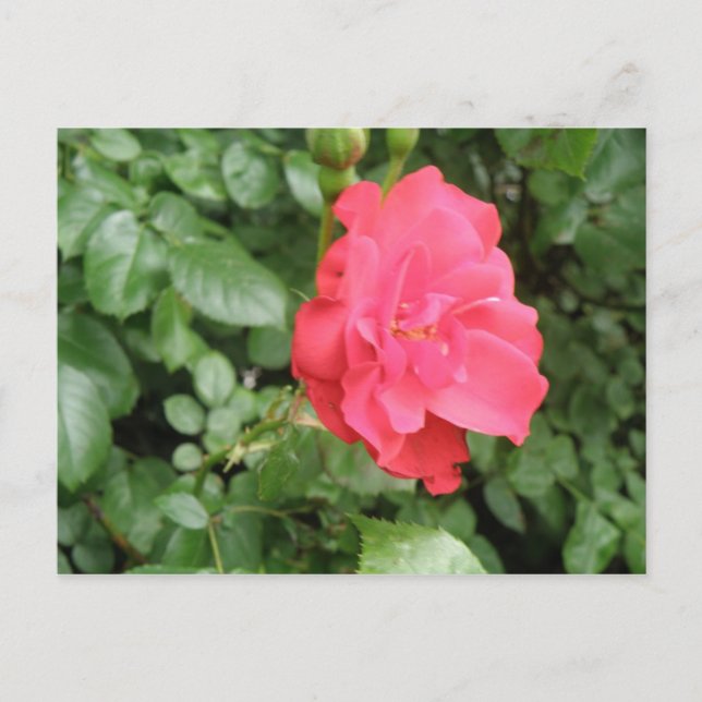 Carte postale Rose sauvage (Devant)