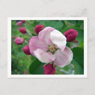 Carte postale Rose sauvage