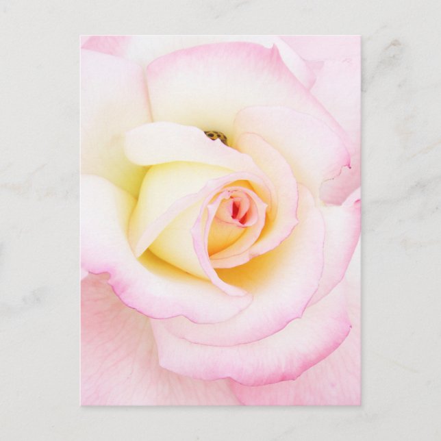 Carte Postale Rose souple (Devant)