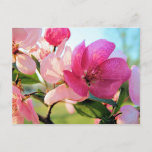 Carte postale Rose Spring Blossom