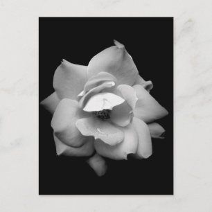 Carte Postale Rose unique en noir et blanc