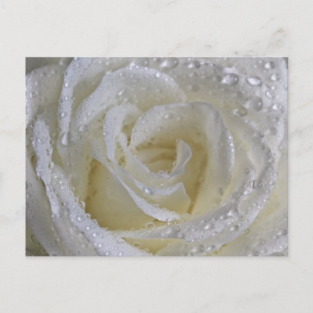 Carte Postale Rose Vanilla (Devant)
