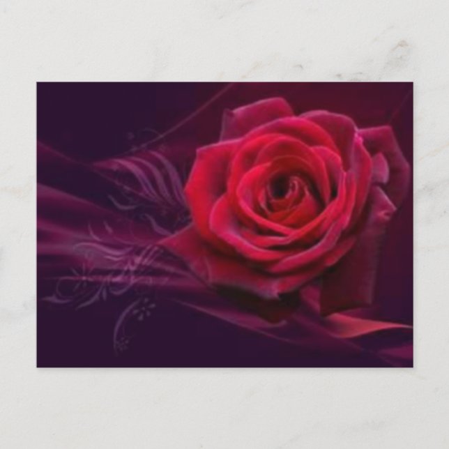 Carte postale Rose Velvet (Devant)