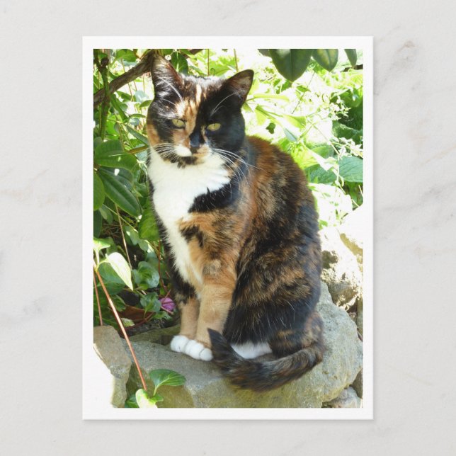 Carte Postale Rose vif (Devant)