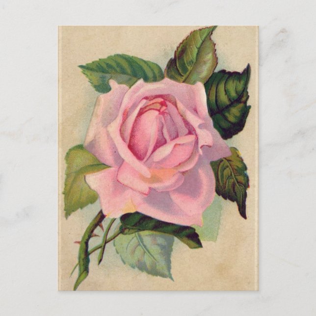 Carte postale rose vintage (Devant)