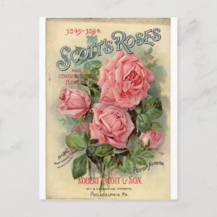 Carte Postale Rose vintage