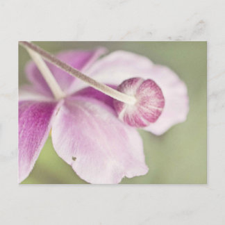 Carte Postale rose vintage