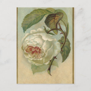 Carte postale Rose vintage