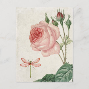 Carte Postale Rose vintage et libellule