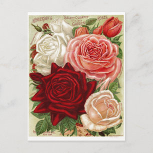 Carte postale Rose vintage Gardens