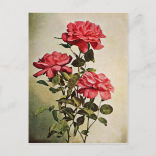 Carte Postale Rose vintage Jacqueminot par Frederick Martin