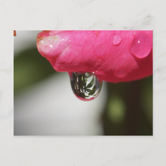 Carte Postale Rose with a view (Devant)