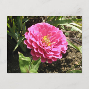 Carte postale Rose Zinnia