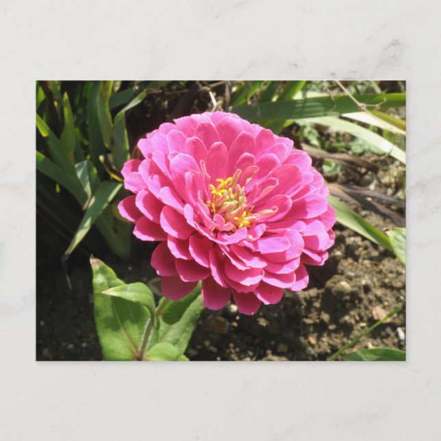 Carte postale Rose Zinnia (Devant)